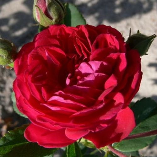 E-commerce, vendita, rose, in, vaso rose rambler - rosso - Rosa Chevy Chase - rosa dal profumo discreto - Niels J. Hansen - ,-